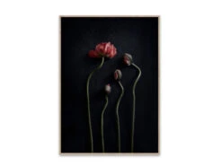Poster STILL LIFE RED POPPIES Rood