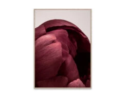 Poster PEONIA 01 Rood