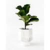 Zelfwaterende Plantenpot 12 Cm HAPI - Wit Wit -BergHOFF || Zuiver Verkoopwinkel boutique botanique 39611