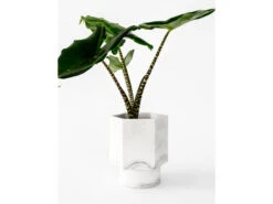 Zelfwaterende Plantenpot 12 Cm HAPI - Wit Wit -BergHOFF || Zuiver Verkoopwinkel boutique botanique 39613