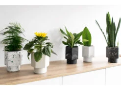 Zelfwaterende Plantenpot 12 Cm HAPI - Zwart Zwart 16 Zelfwaterende Plantenpot 12 Cm HAPI - Zwart Zwart -BergHOFF || Zuiver Verkoopwinkel boutique botanique 39617