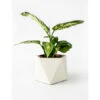 Plantenpot 8,5 Cm MARE - Silver Green Beige -BergHOFF || Zuiver Verkoopwinkel boutique botanique 39639