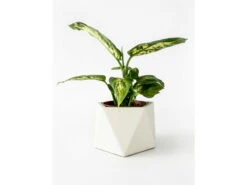 Plantenpot 8,5 Cm MARE - Silver Green Beige