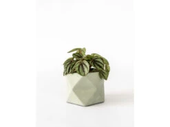 Plantenpot Ø5,5 Cm PALUA - Olive Green Groen