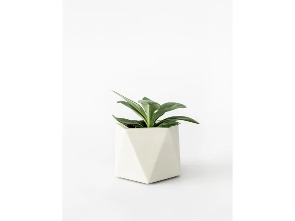 Plantenpot 5,5 Cm MARE - Silver Green Beige 3 Plantenpot 5,5 Cm MARE - Silver Green Beige