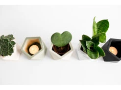 Plantenpot 5,5 Cm MARE - Silver Green Beige 11 Plantenpot 5,5 Cm MARE - Silver Green Beige -BergHOFF || Zuiver Verkoopwinkel boutique botanique mare 39677