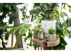 Plantenpot 5,5 Cm MARE - Olive Green Groen -BergHOFF || Zuiver Verkoopwinkel boutique botanique mare 39689