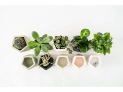 Plantenpot 5,5 Cm MARE - Olive Green Groen -BergHOFF || Zuiver Verkoopwinkel boutique botanique mare 39690