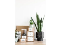 Plantenpot 5,5 Cm MARE - Olive Green Groen -BergHOFF || Zuiver Verkoopwinkel boutique botanique mare 39691