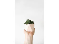 Plantenpot 5,5 Cm MARE - Millennial Pink Roze -BergHOFF || Zuiver Verkoopwinkel boutique botanique mare 39697