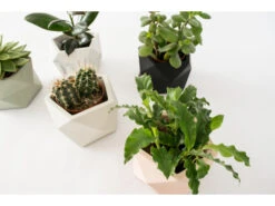 Plantenpot 8,5 Cm PALUA - Olive Green Groen -BergHOFF || Zuiver Verkoopwinkel boutique botanique palua 39851