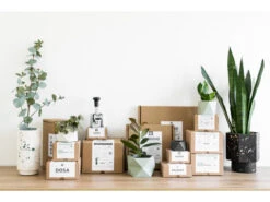 Plantenpot 8,5 Cm PALUA - Olive Green Groen -BergHOFF || Zuiver Verkoopwinkel boutique botanique palua 39854