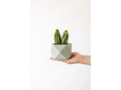 Plantenpot 8,5 Cm PALUA - Olive Green Groen -BergHOFF || Zuiver Verkoopwinkel boutique botanique palua 39855
