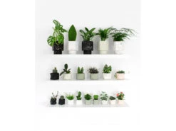 Plantenpot 8,5 Cm PALUA - Millennial Pink Roze 15 Plantenpot 8,5 Cm PALUA - Millennial Pink Roze -BergHOFF || Zuiver Verkoopwinkel boutique botanique palua 39858 1