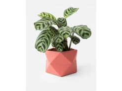 Plantenpot 8,5 Cm PALUA - Pomegranate Roze