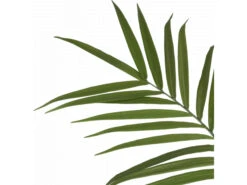 Kunstplant KENTIA Groen -BergHOFF || Zuiver Verkoopwinkel coco maison 51406