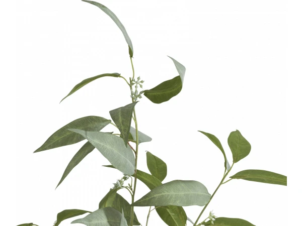 Plant Groen 4 Plant Groen - Afbeelding 2