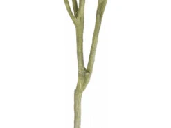 Plant Groen 7 Plant Groen -BergHOFF || Zuiver Verkoopwinkel coco maison eucalypthus 48898