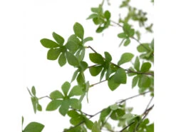 Kunstboom ENKIANTHUS Groen -BergHOFF || Zuiver Verkoopwinkel kave home enkianthus 70259