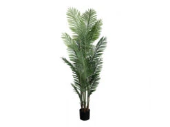 Palmbladen In Pot ARECA Groen